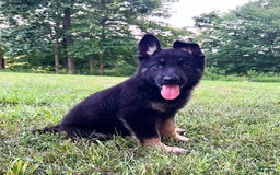 German Shepherd dogs for sale: Londyn - Image 5