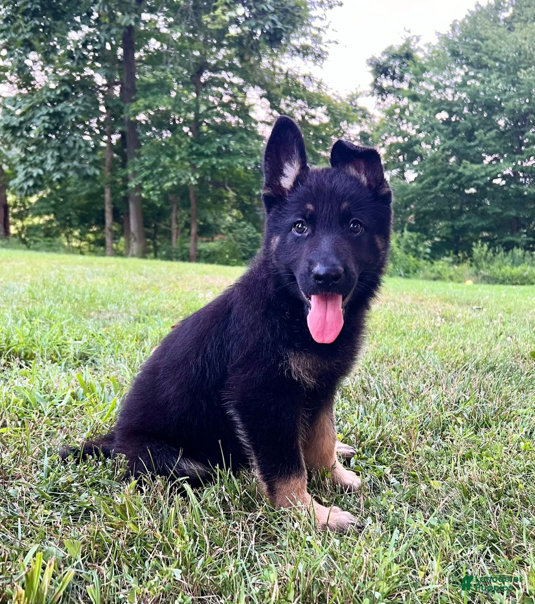 German Shepherd dogs for sale: Londyn - Image 5