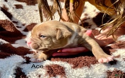 American Bully dogs for sale: Ace - Image 1