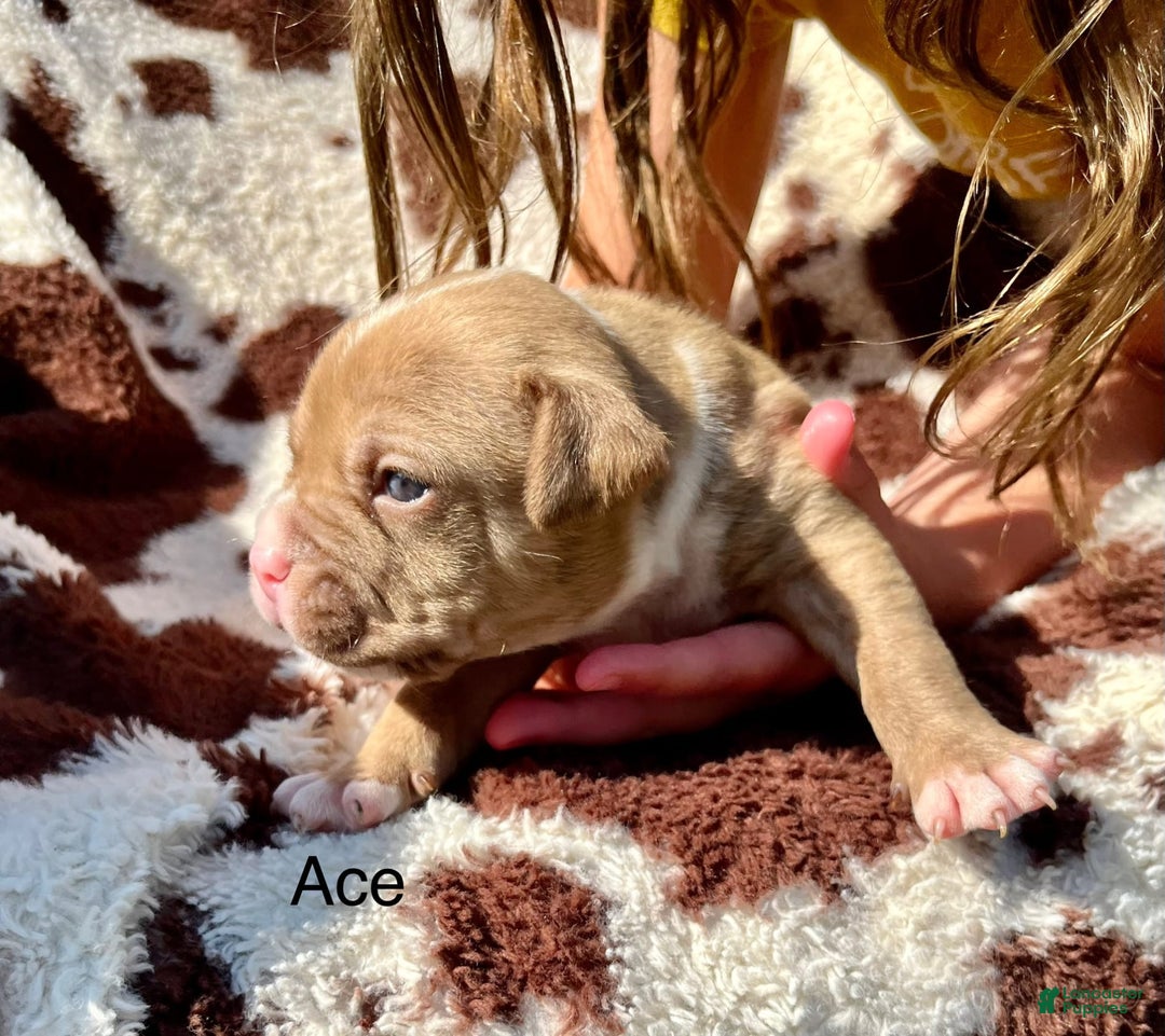 American Bully dogs for sale: Ace - Image 1
