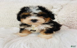 Mini Bernedoodle dogs for sale: Strawberry Shortcake - Image 3