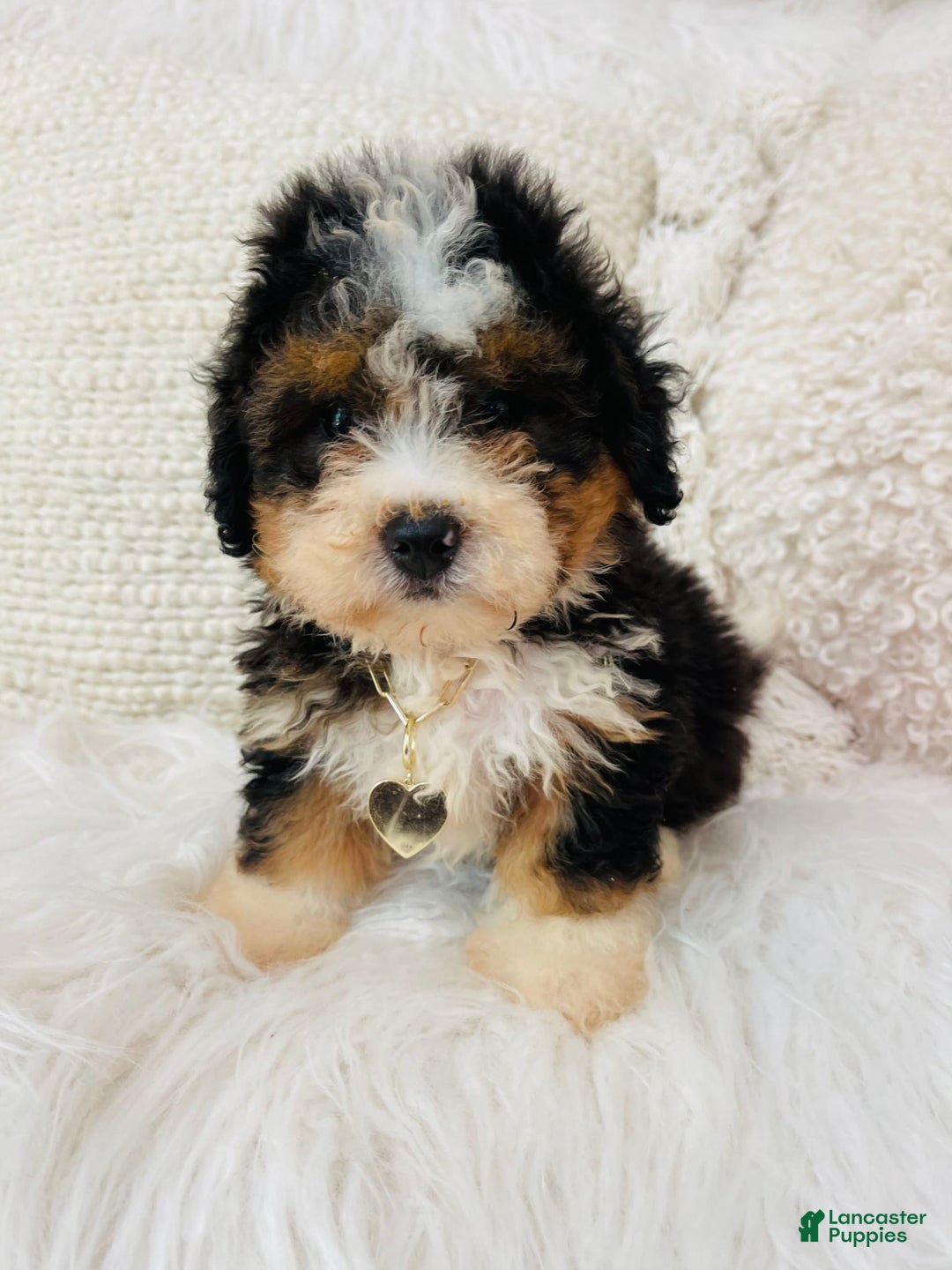 Mini Bernedoodle dogs for sale: Strawberry Shortcake - Image 3