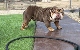 English Bulldog dogs for sale: Al capone - Image 1