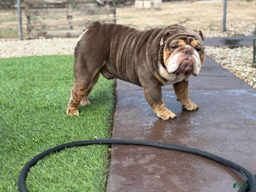 English Bulldog dogs for sale: Al capone - Image 1