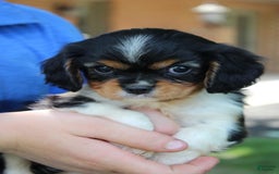 Cavalier King Charles Spaniel dogs for sale: Raina - Image 3