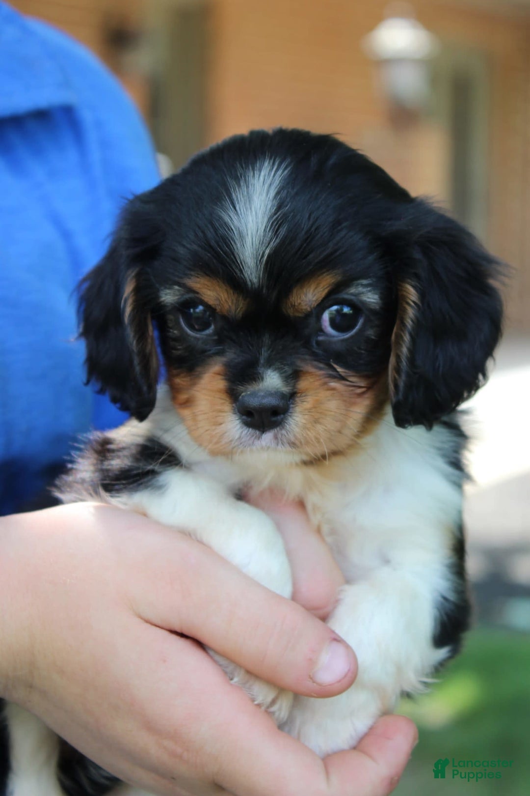 Cavalier King Charles Spaniel dogs for sale: Raina - Image 3
