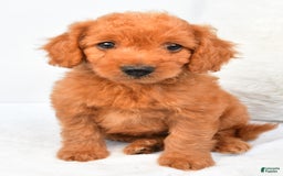 Mini Goldendoodle dogs for sale: Chloe - Image 1