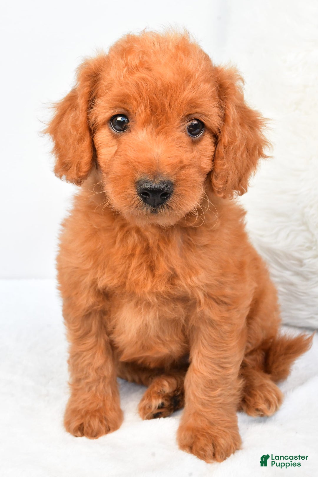 Mini Goldendoodle dogs for sale: Chloe - Image 1