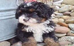Mini Bernedoodle dogs for sale: Rambo - Image 44