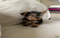 Yorkshire Terrier dogs for sale: Max - Image 3