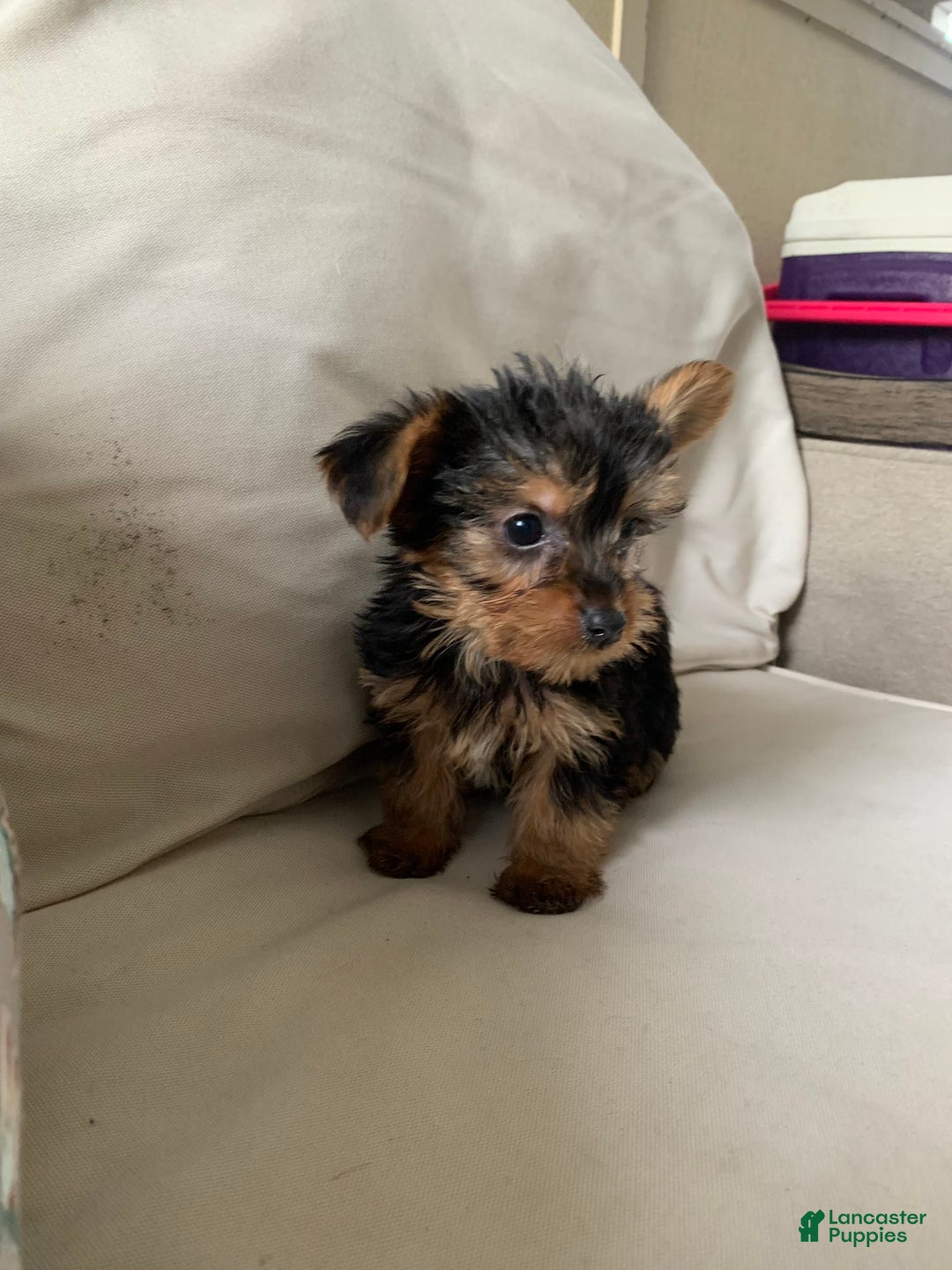 Yorkshire Terrier dogs for sale: Max - Image 3