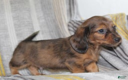 Miniature Dachshund dogs for sale: Zero - Image 16
