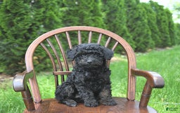 Miniature Poodle dogs for sale: Tia Extra Small - Image 8