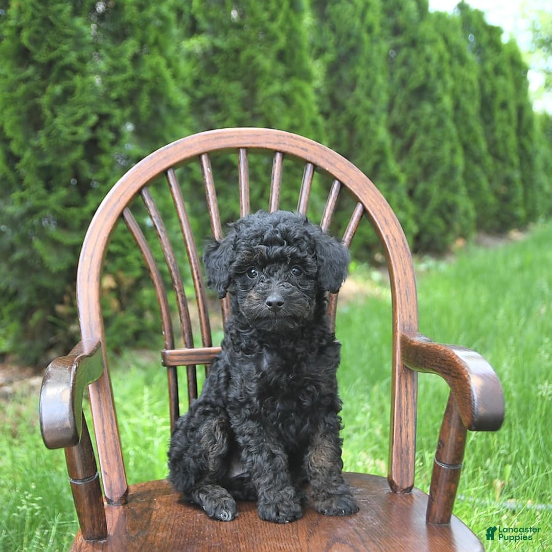 Miniature Poodle dogs for sale: Tia Extra Small - Image 8