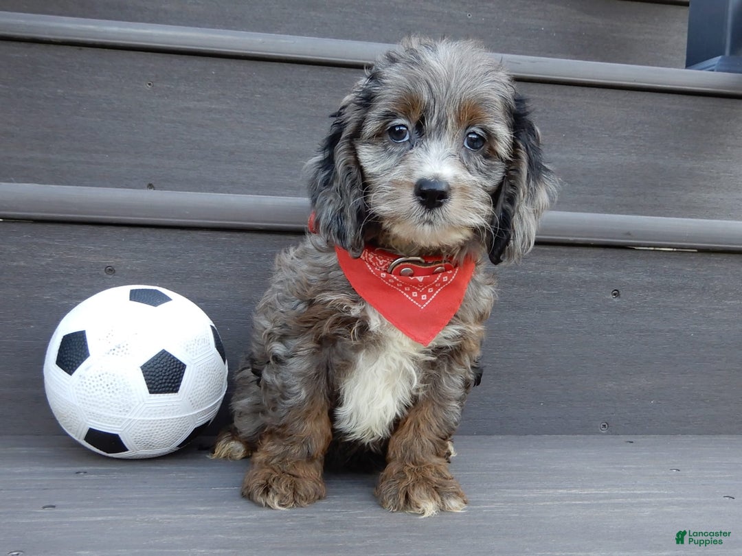Cockapoo dogs for sale: Ollie - Image 3
