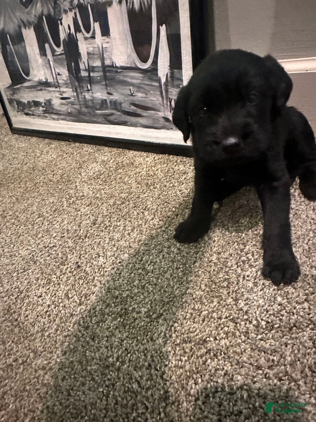 Cane Corso dogs for sale: Luna - Image 1