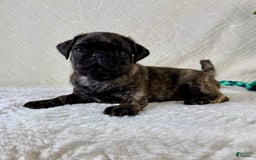 Pug dogs for sale: Pugsley - Image 2