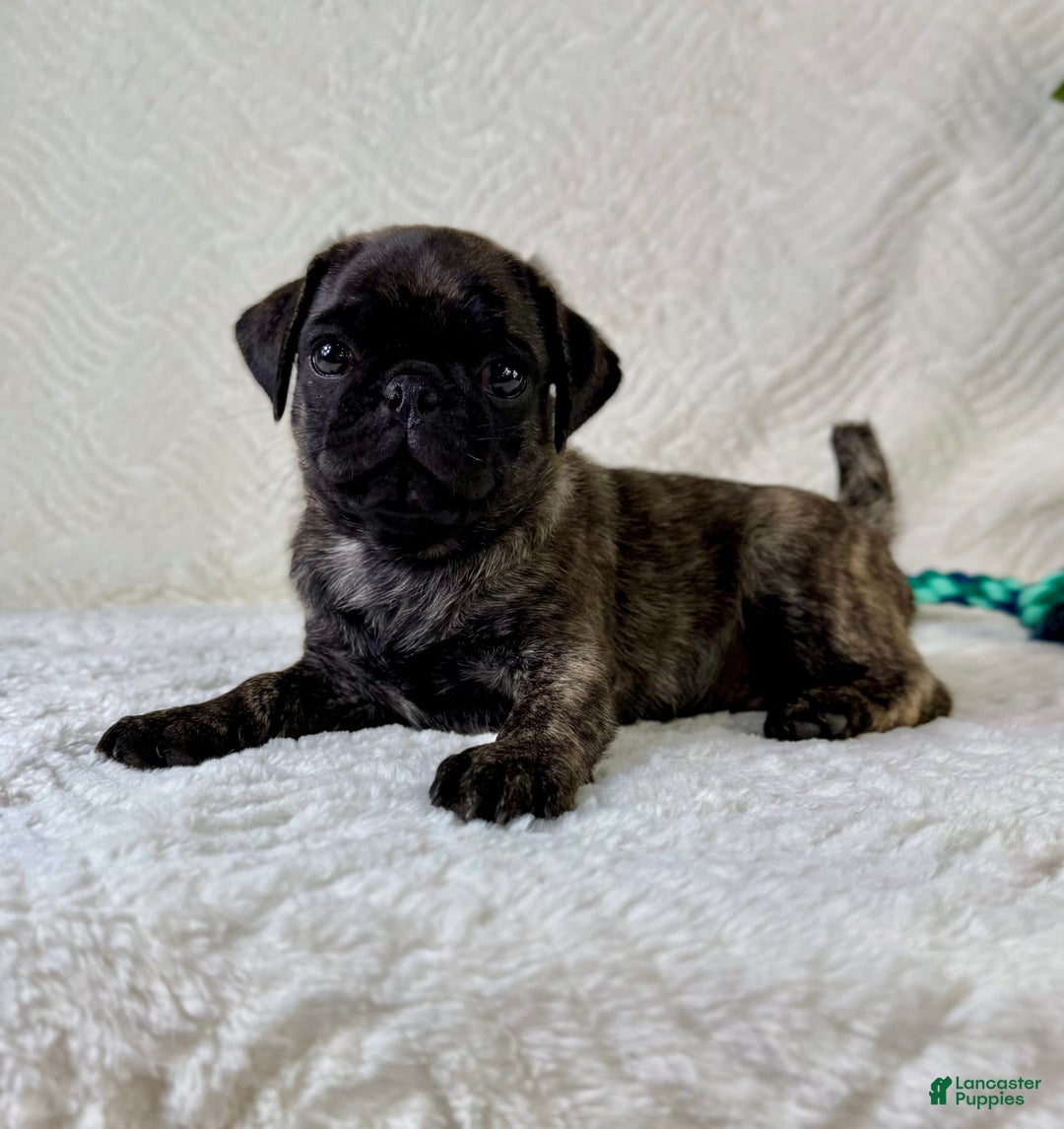 Pug dogs for sale: Pugsley - Image 2