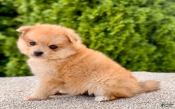 Pomeranian dogs for sale: Olive - Image 3