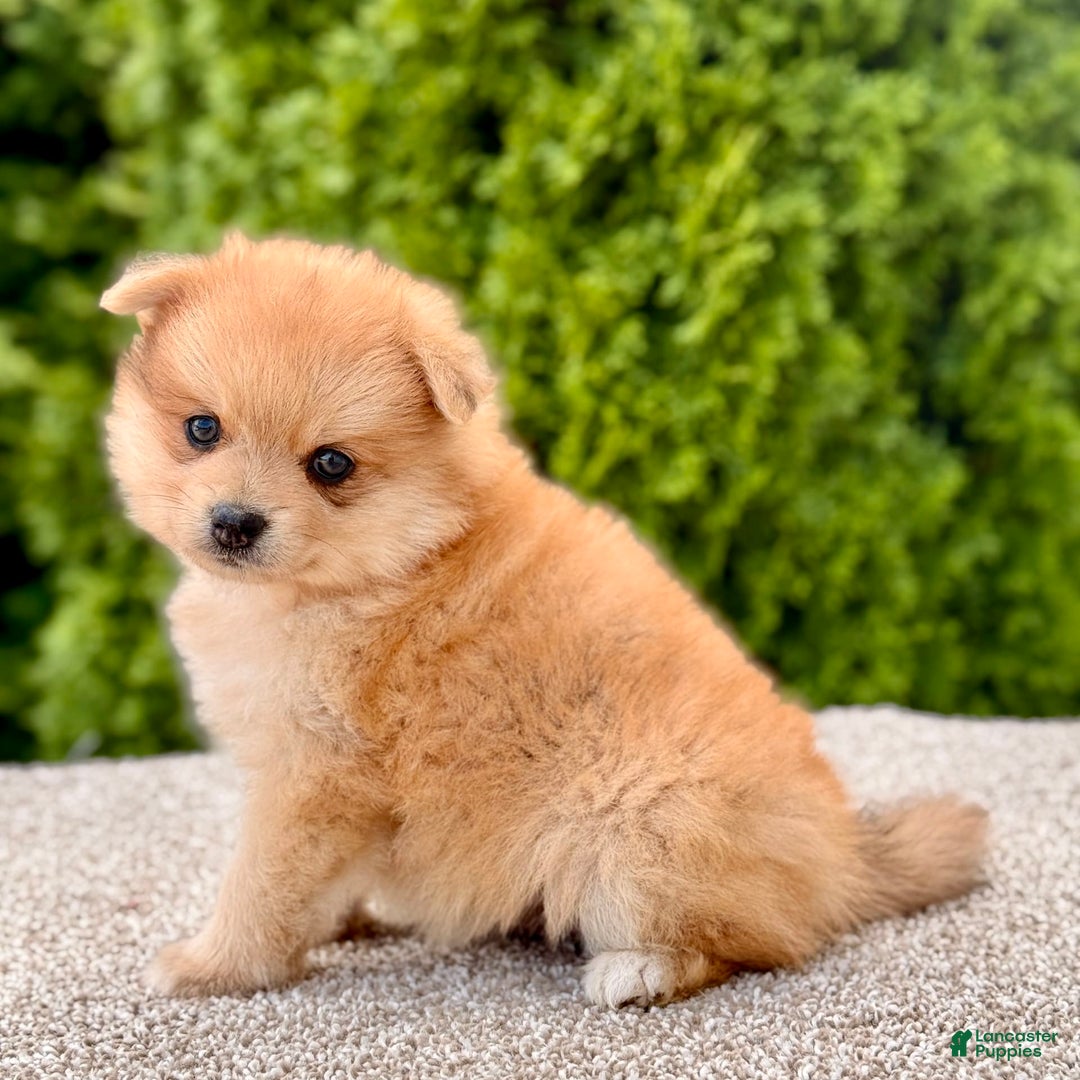 Pomeranian dogs for sale: Olive - Image 3