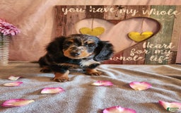 Miniature Dachshund dogs for sale: Oliver - Image 5