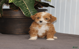 Toy Poodle dogs for sale: Tiny Duke - Image 3