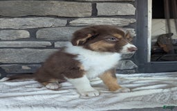 Australian Shepherd dogs for sale: Hazel - Image 2