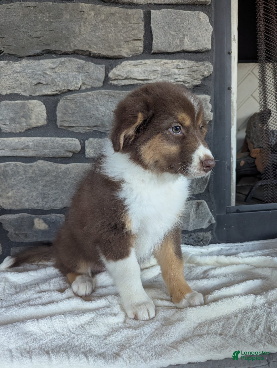 Australian Shepherd dogs for sale: Hazel - Image 2