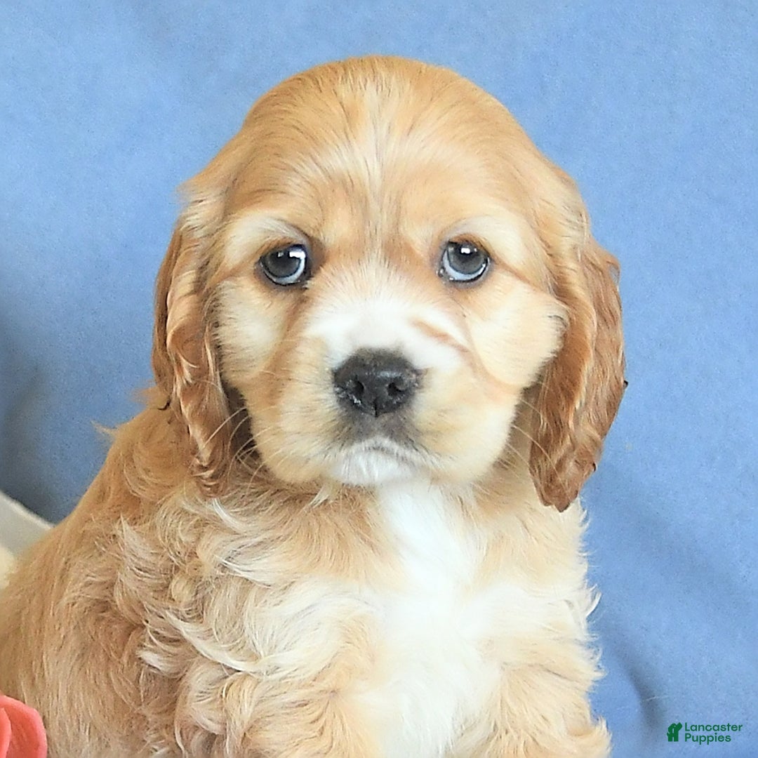 Cocker Spaniel dogs for sale: Huck - Image 18