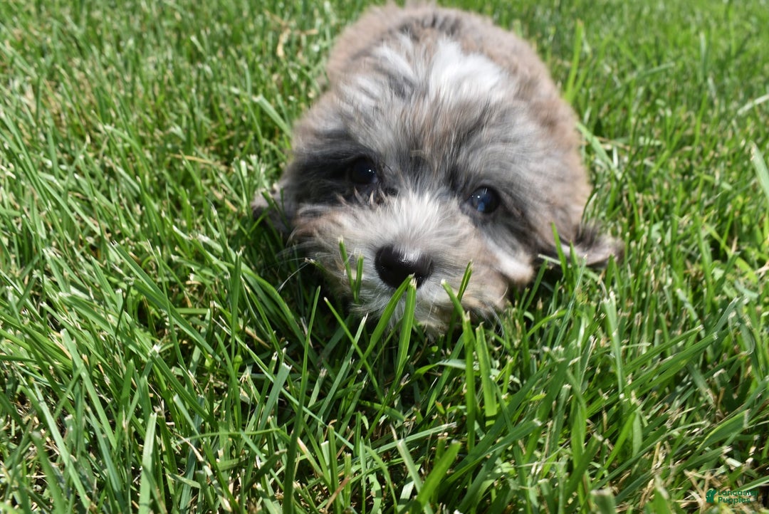 Havapoo dogs for sale: Zorro - Image 7