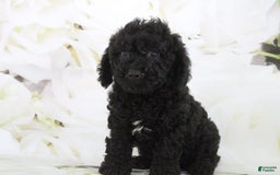 Toy Poodle dogs for sale: Bailey - Image 1