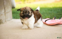 Havanese dogs for sale: Nutmeg - Image 5