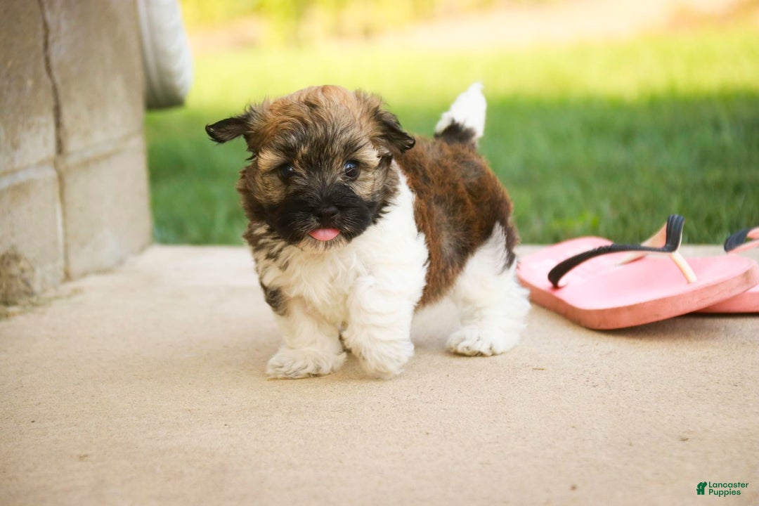 Havanese dogs for sale: Nutmeg - Image 5