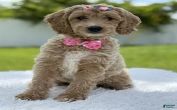 Mini Goldendoodle dogs for sale: Grace - Image 1