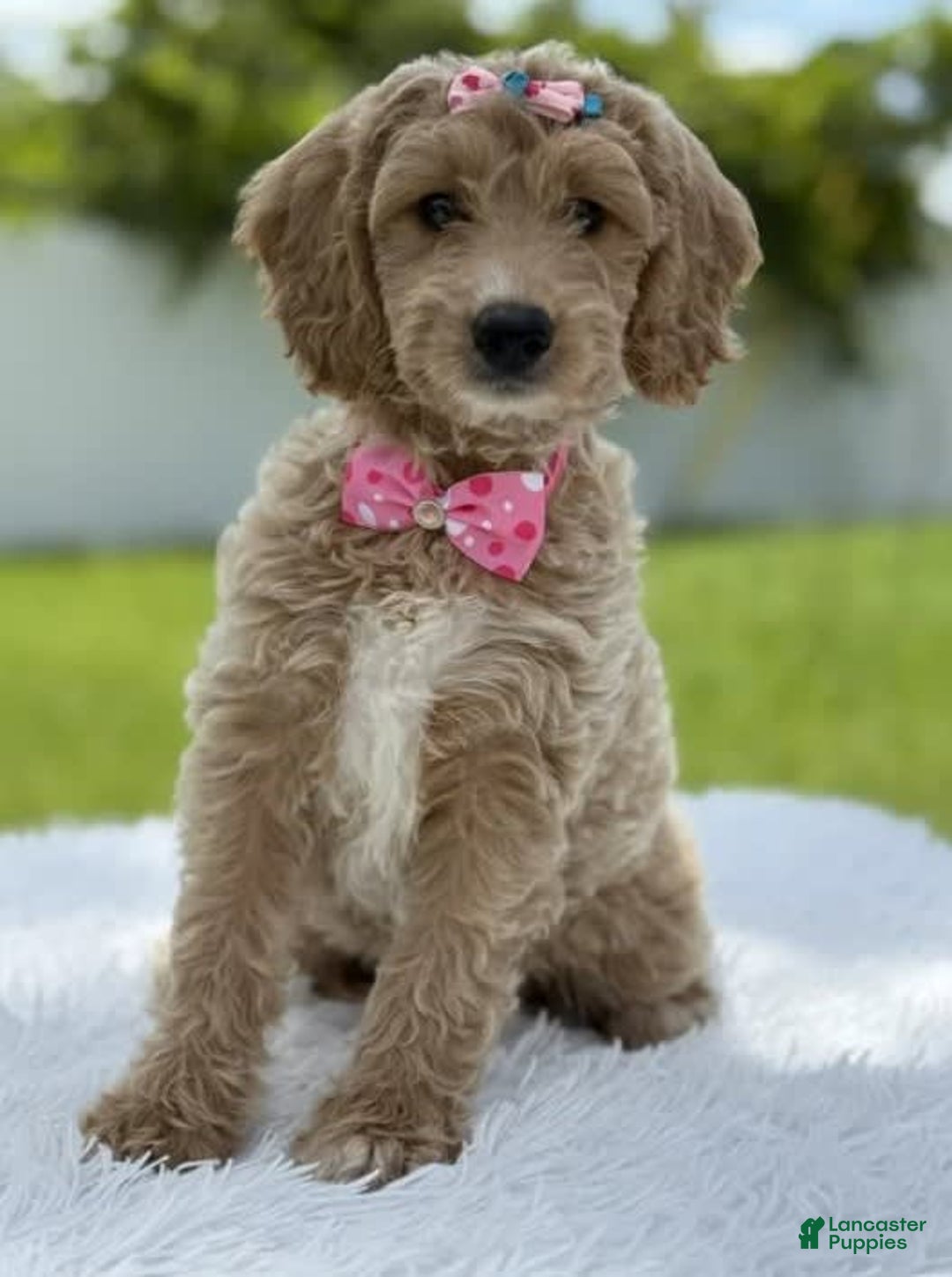 Mini Goldendoodle dogs for sale: Grace - Image 1
