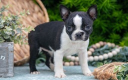 Boston Terrier dogs for sale: Dora - Image 6