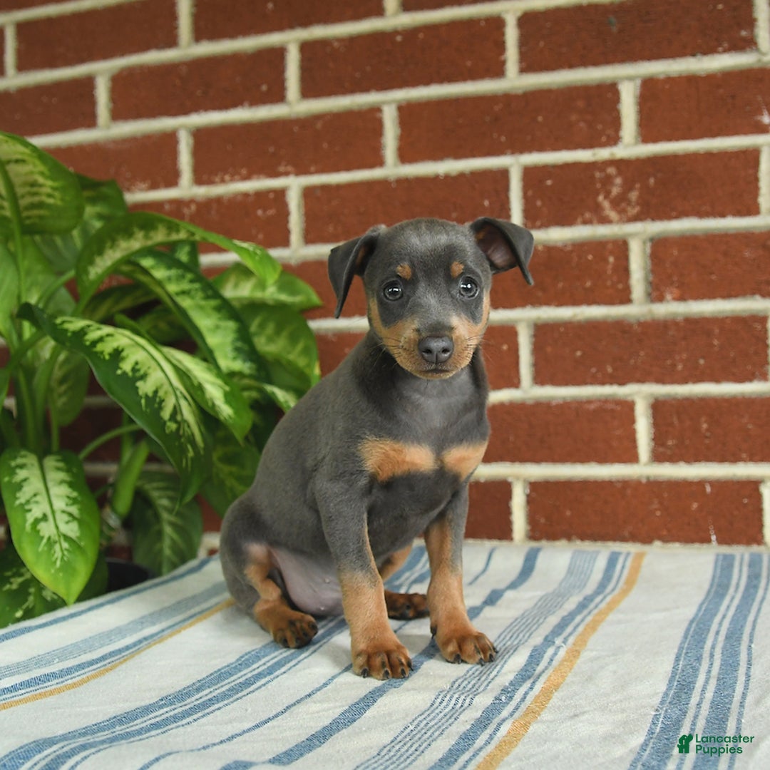 Miniature Pinscher dogs for sale: Jersey - Image 3