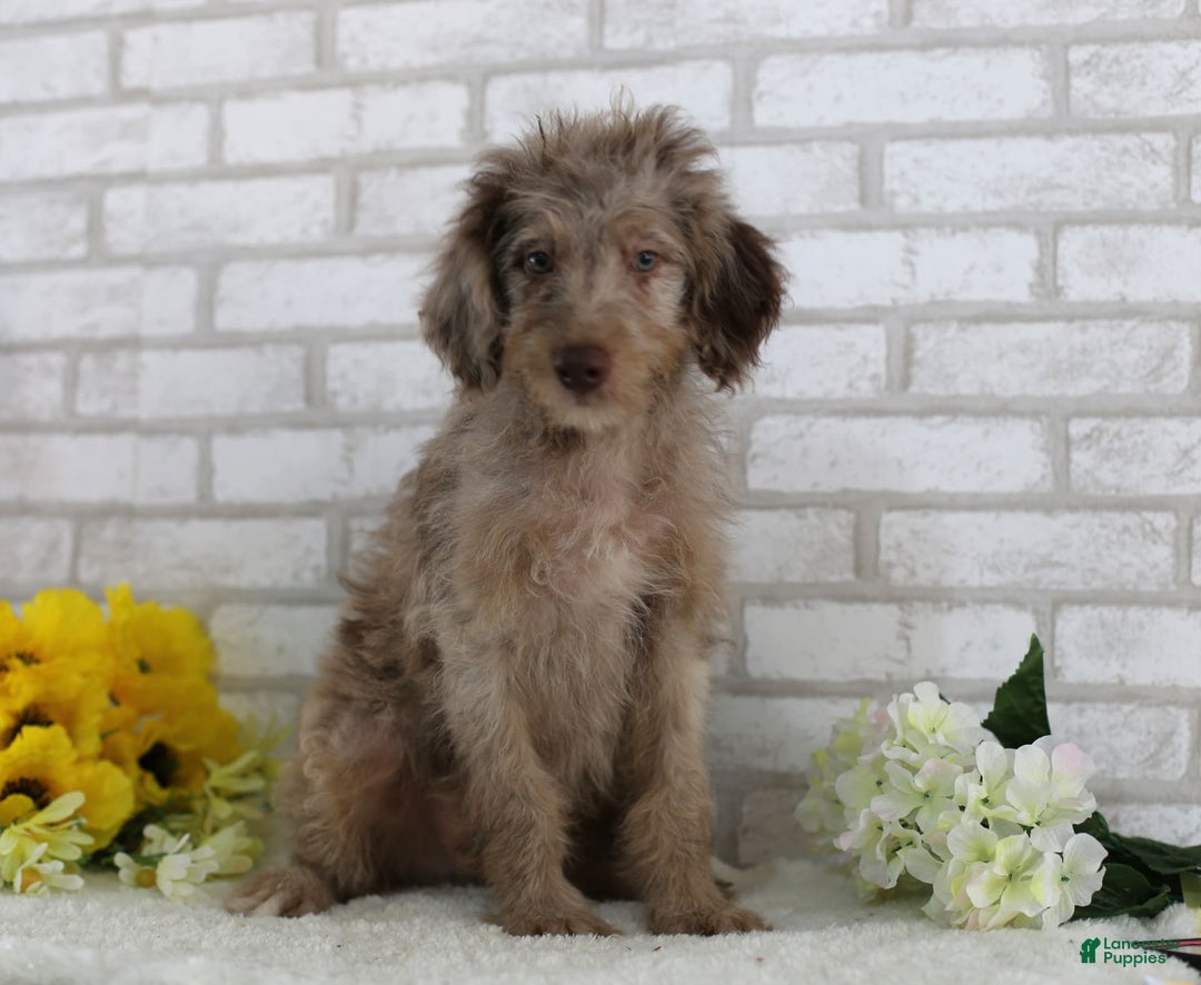 Mini Aussiedoodle dogs for sale: Charlie - Image 1