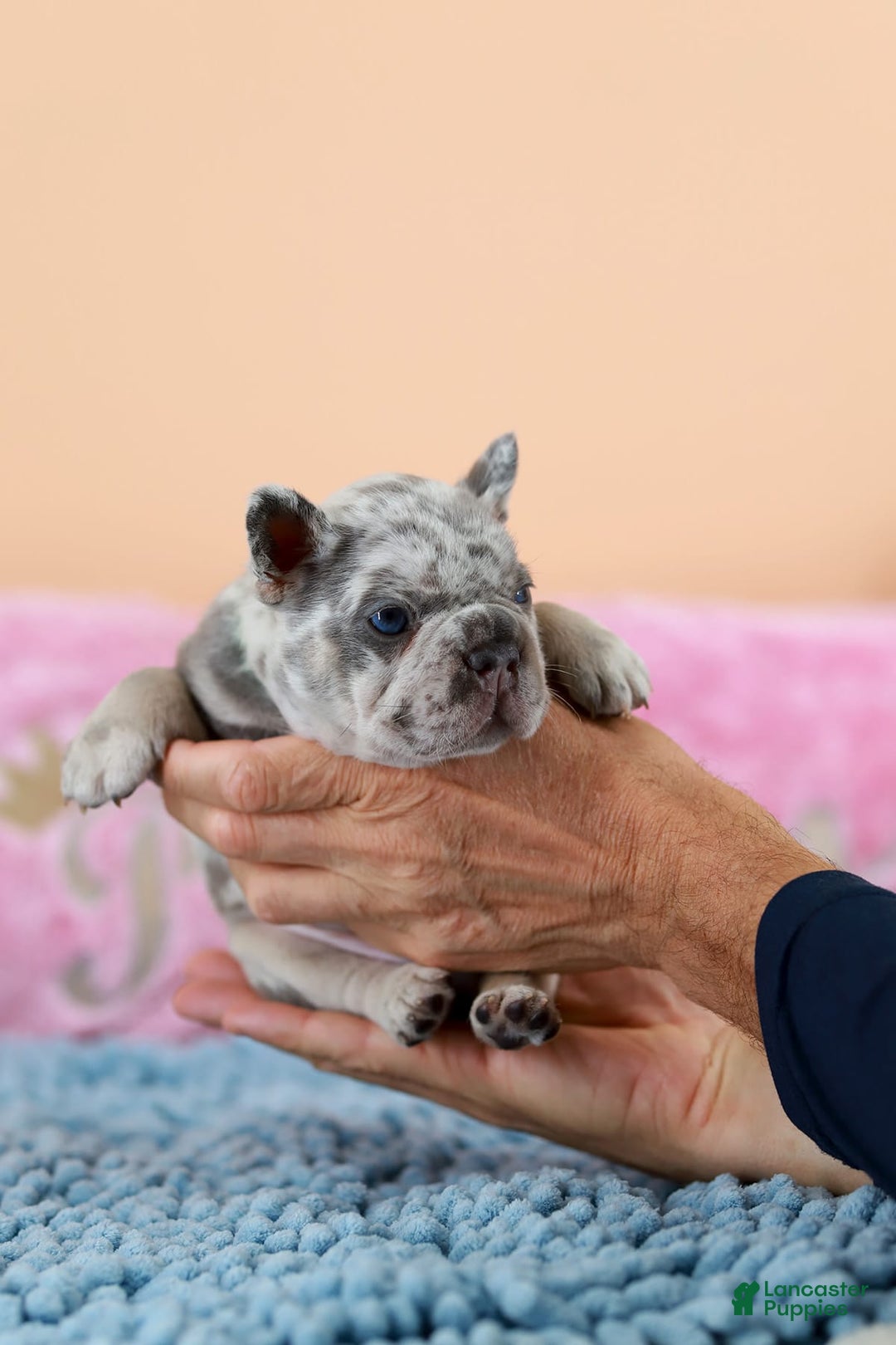 French Bulldog dogs for sale: Davis - Image 11