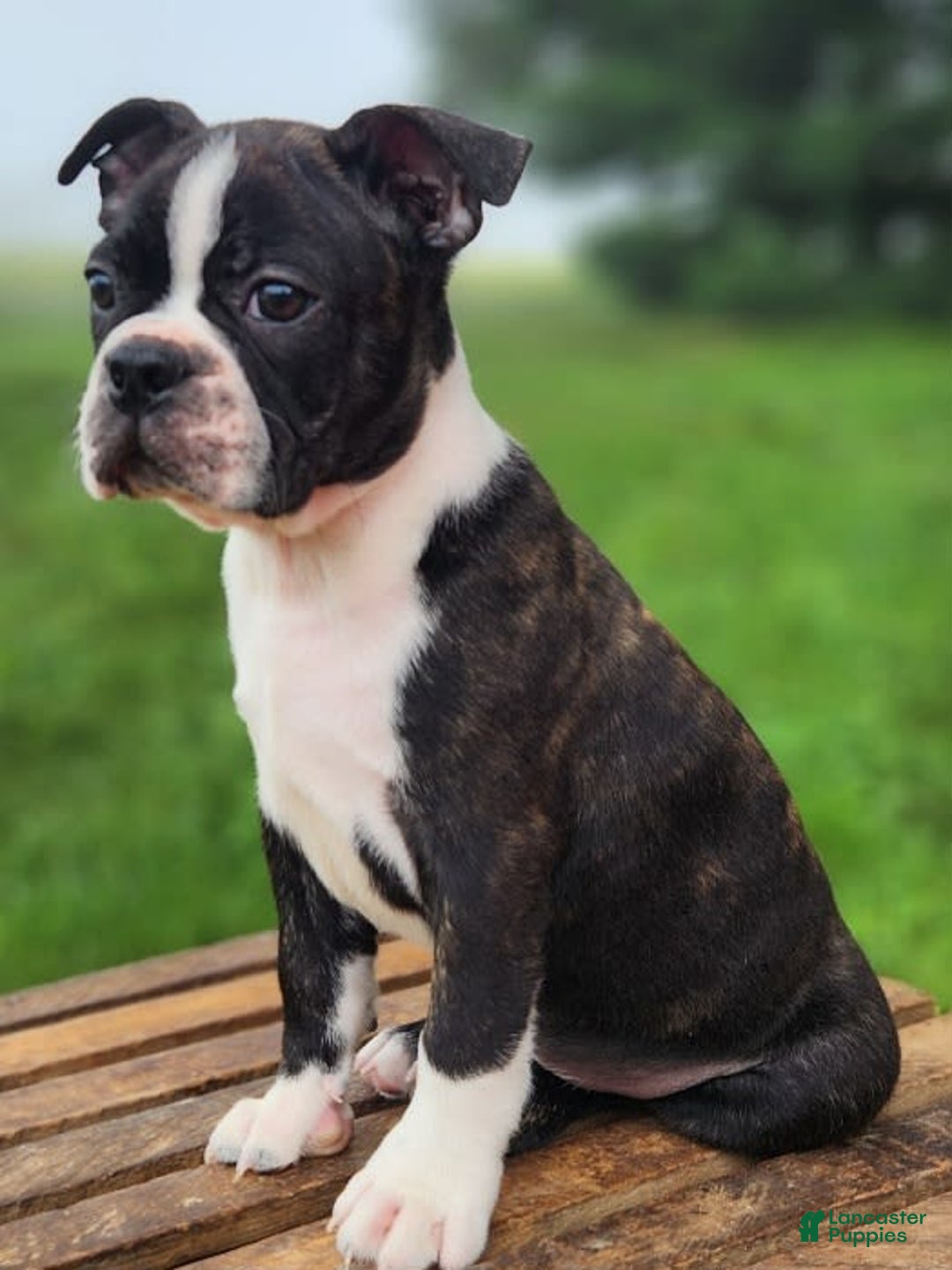 Boston Terrier dogs for sale: Caramel - Image 1