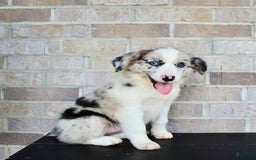 Australian Shepherd dogs for sale: Tillie - Image 2