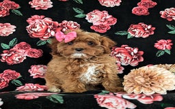 Cockapoo dogs for sale: Cassandra Hypoallergenic - Image 2