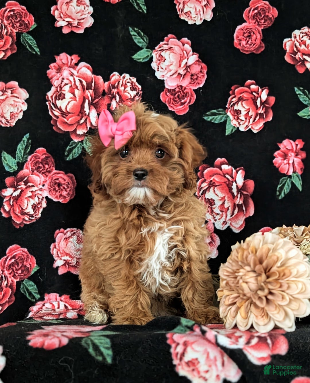 Cockapoo dogs for sale: Cassandra Hypoallergenic - Image 2