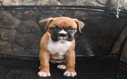 Boxer dogs for sale: Willow - Image 10