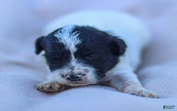 Goldendoodle dogs for sale: Orchid - Image 1