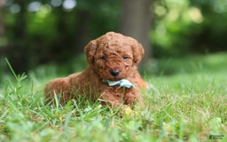 Goldendoodle dogs for sale: Herbie - Image 6