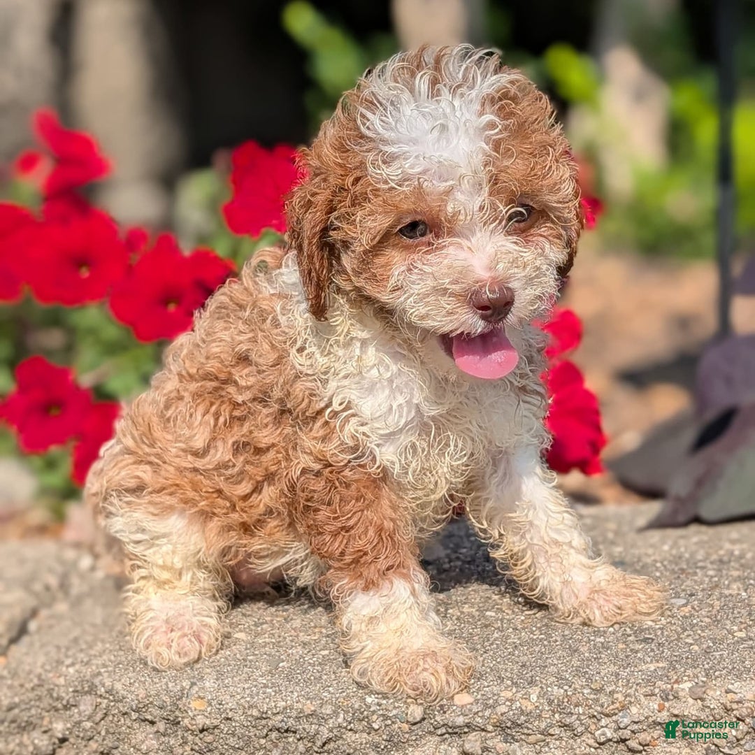 Cavapoo dogs for sale: Kya - Image 11