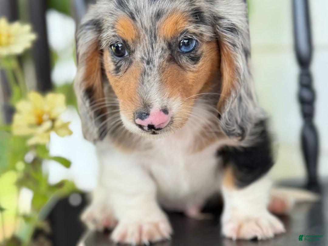 Miniature Dachshund dogs for sale: Miniature Dachshund 7 puppies - Image 8