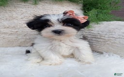 Teddy Bear dogs for sale: Lexi - Image 4