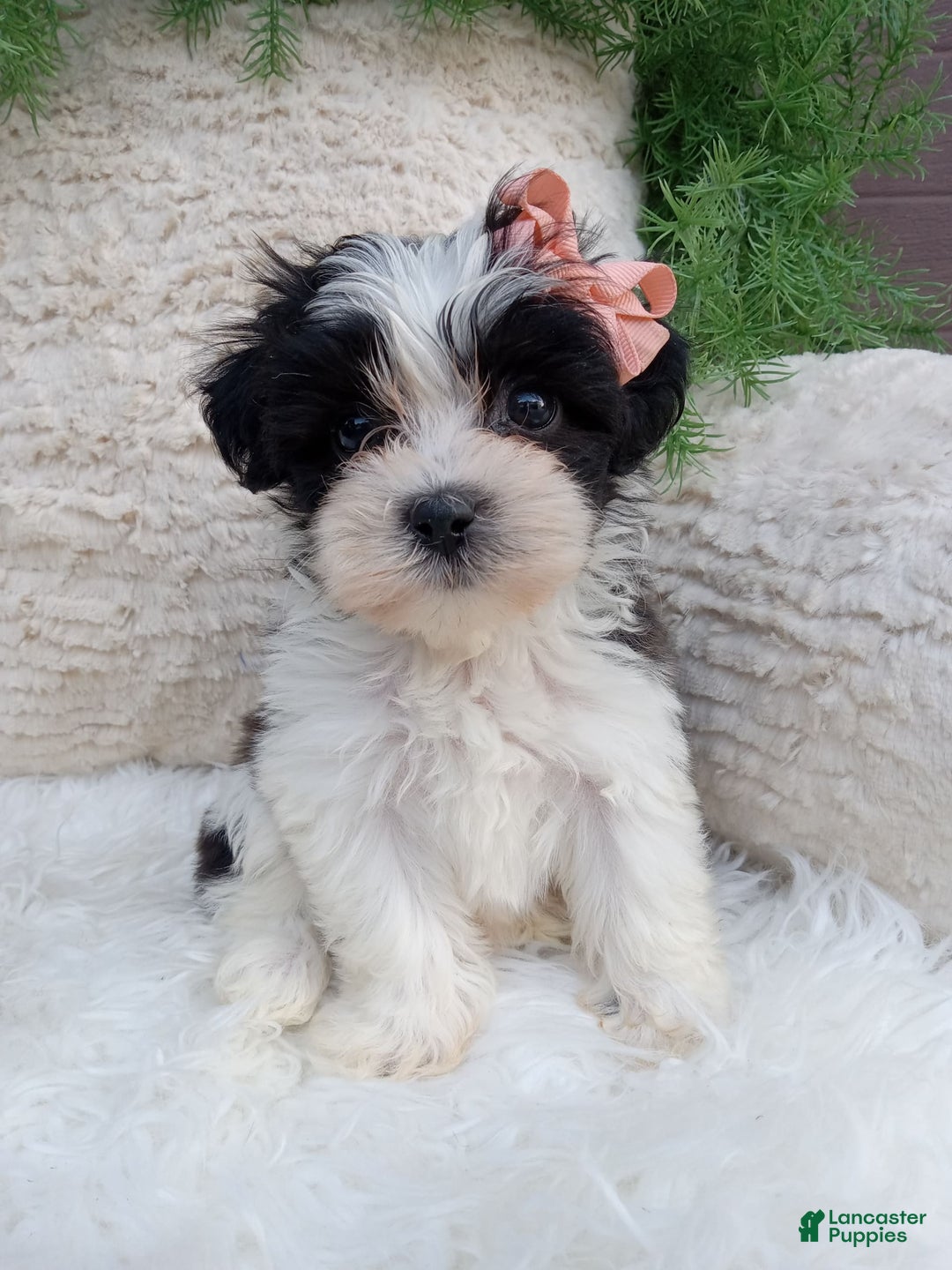 Teddy Bear dogs for sale: Lexi - Image 4